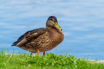 Mallard (Anas platyrhynchos) or a dabbling duck.