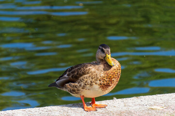Naklejka na ściany i meble Mallard (Anas platyrhynchos) or a dabbling duck.