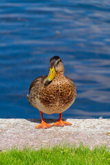 Mallard (Anas platyrhynchos) or a dabbling duck.