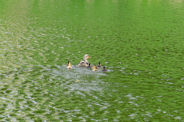 Mallard (Anas platyrhynchos) or a dabbling duck family swimming in a pond.