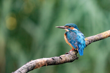 Beautiful blue Kingfisher bird, male Common Kingfisher, sitting on a branch, back profile. Nature green background