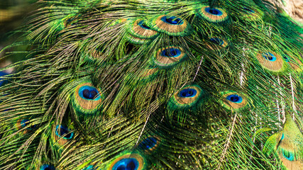 Bright colorful peacock tail feathers.