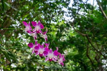 Obraz premium Blooming Purple orchid flower bouquet have a blurred tree background.