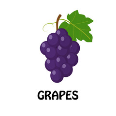 Vector Illustration Flat Grapes isolated on white background , minimal style , Raw materials fresh fruit