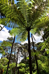 Forest of green umbrellas of giant tree ferns Cyathea medullaris in northern New Zealand called mamaku in Maori language.