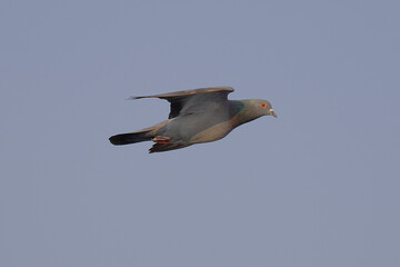 Rock Pigeon isolated on sky