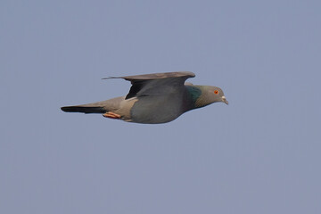 Rock Pigeon isolated on sky