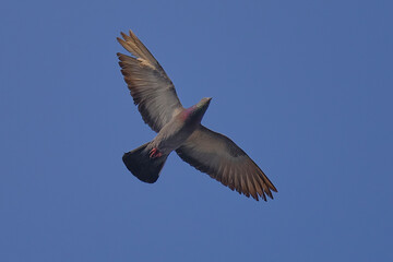 Rock Pigeon isolated on sky