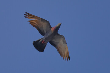 Rock Pigeon isolated on sky