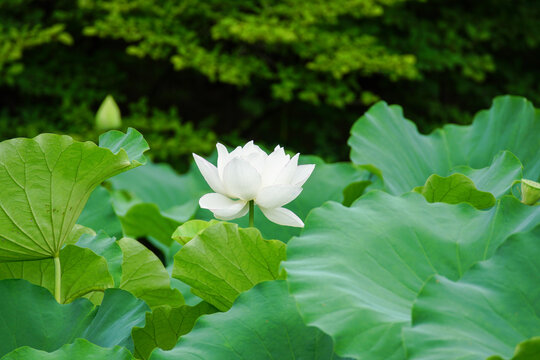 1 369 最適な 白蓮華 画像 ストック写真 ベクター Adobe Stock