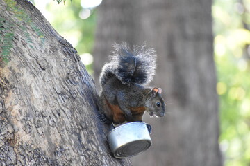 squirrel in a tree