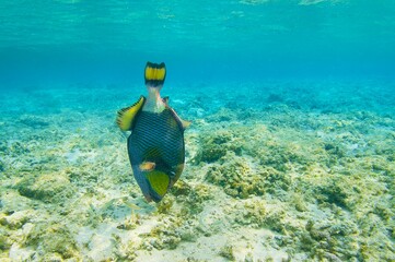 沖縄県波照間島のニシ浜で見た波照間ブルーとゴマモンガラ