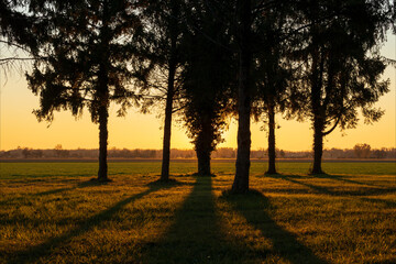 Tramonto, visto dal bosco di cipressi, sulla campagna coltivata.