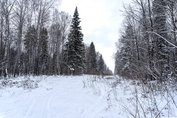 Stock Foto Winter in the forest, snow on trees, handsome christmas background