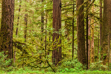 Lush woodlands in Redwoods National Park