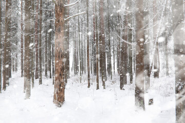 Winter landscape. Forest under the snow. Winter in the park.