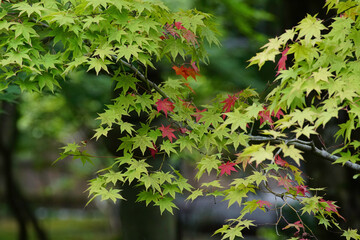 紅葉が始まった日本楓