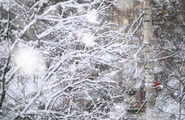 Winter Park. Landscape in snowy weather. January.