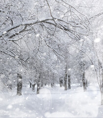 Winter landscape. Forest under the snow. Winter in the park.