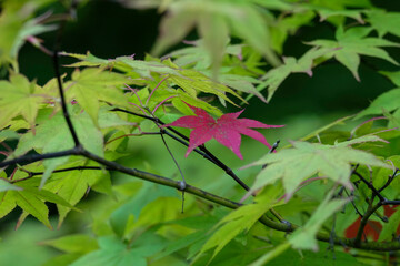 紅葉が始まった日本楓