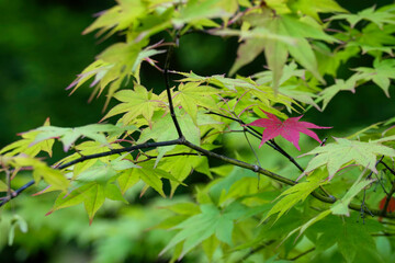 紅葉が始まった日本楓