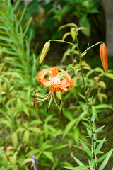 庭に咲く鬼百合の花