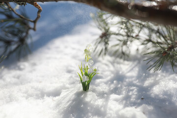 The first spring flower. Snowdrop in the forest. Spring sunny day in the forest.