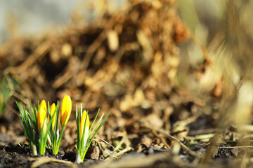 White and yellow crocuses in the country in the spring. Bright spring flowers. Fresh joyous plants bloomed. The young sprouts.