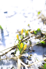 Spring flowers, white crocus snowdrops sun rays. White and yellow crocuses in the country in the spring. Fresh joyous plants bloomed. The young sprouts.