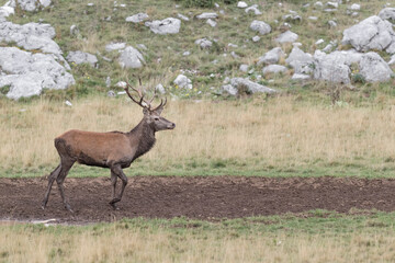 After freshening up in the mud puddle, portrait of Red deer male (Cervus elaphus)
