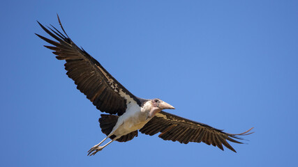 marabou in flight