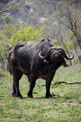 African buffalo sniffing the air