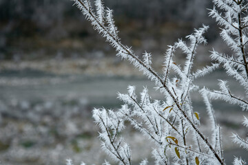 Frost on the branches. Winter landscape. Macro.