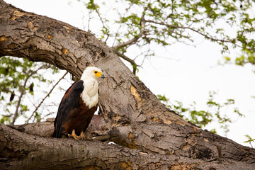 African fish eagle