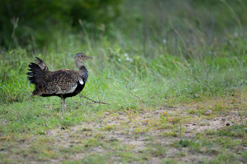 red crested korhaan