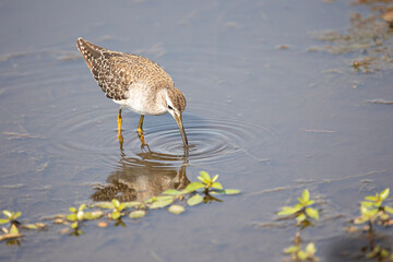 common sandpiper