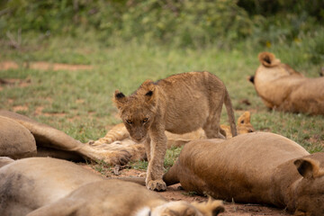 lion cub