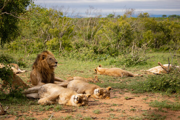 African lion pride