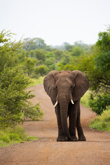 African elephant in Kruger national park