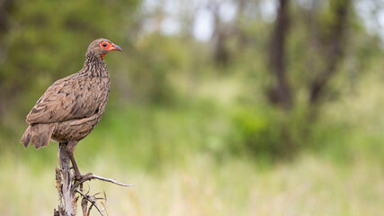 Swainson's spurfowl