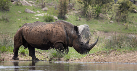 white rhino in the wild - Africa
