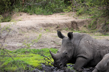 rhino wallowing
