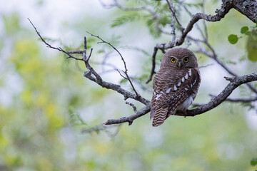 barred owlet