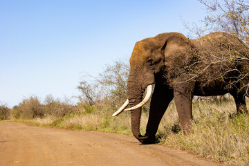 Obraz premium African elephant in the wild