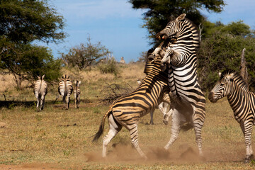 zebra fighting