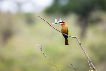 white-fronted bee-eater with a dragonfly