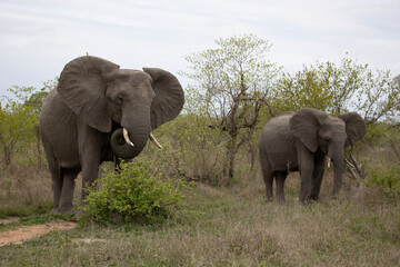 african elephant family