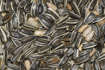sunflower seeds in detail, backdrop