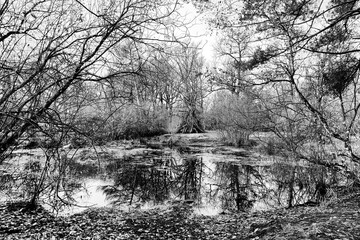 Wooden teepee erected on the  fairy pond in the Fontainebleau forest 