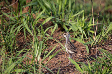 Senegal lapwing chick
